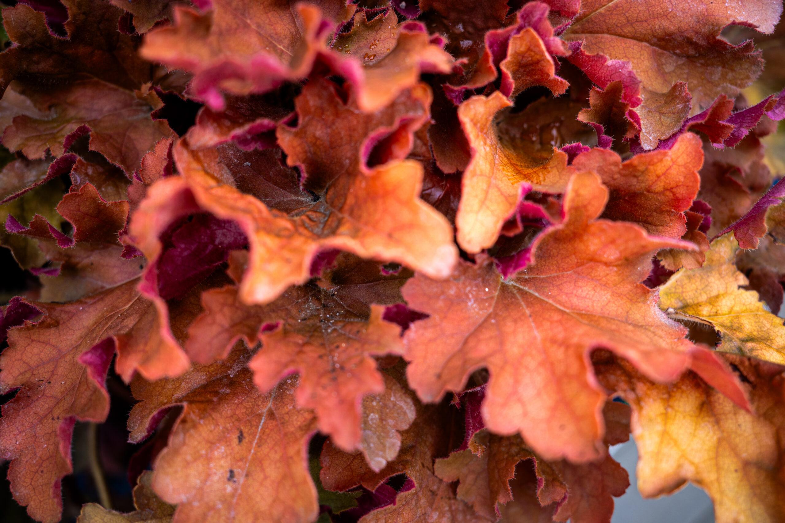 Heuchera 19