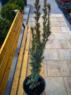 Taxus baccata "Lakatos"