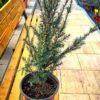 Taxus baccata