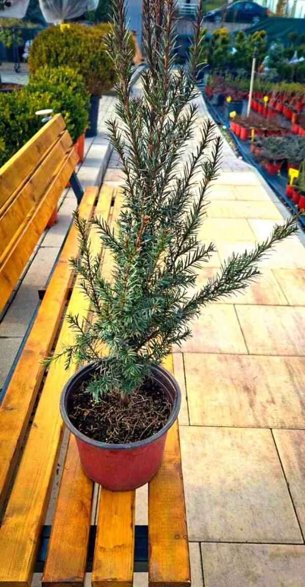 Taxus baccata