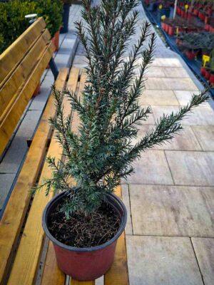Taxus baccata
