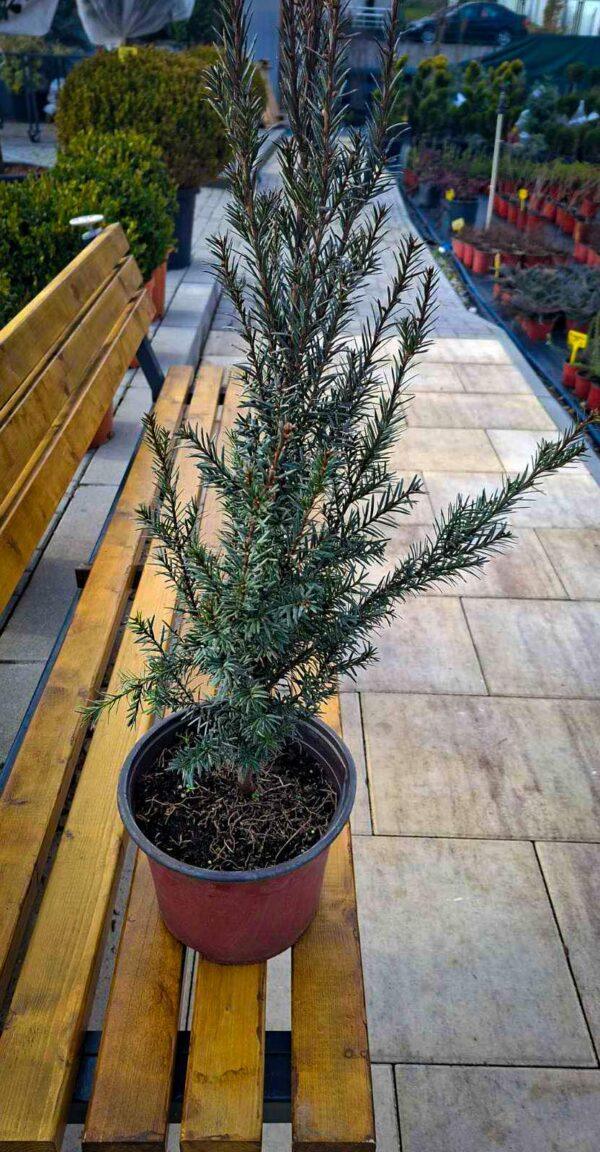 Taxus baccata