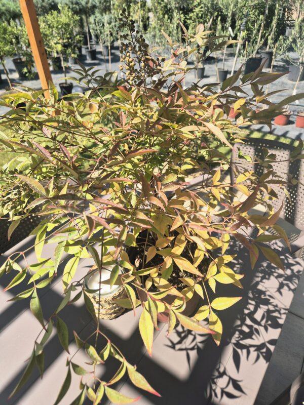 Nandina domestica Nandina domestica