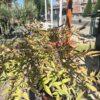 Nandina domestica Nandina domestica