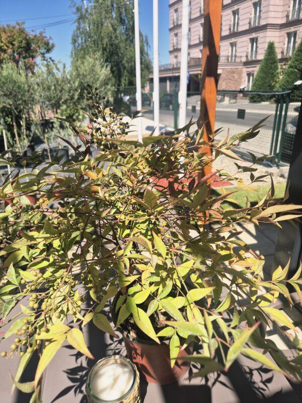 Nandina domestica Nandina domestica