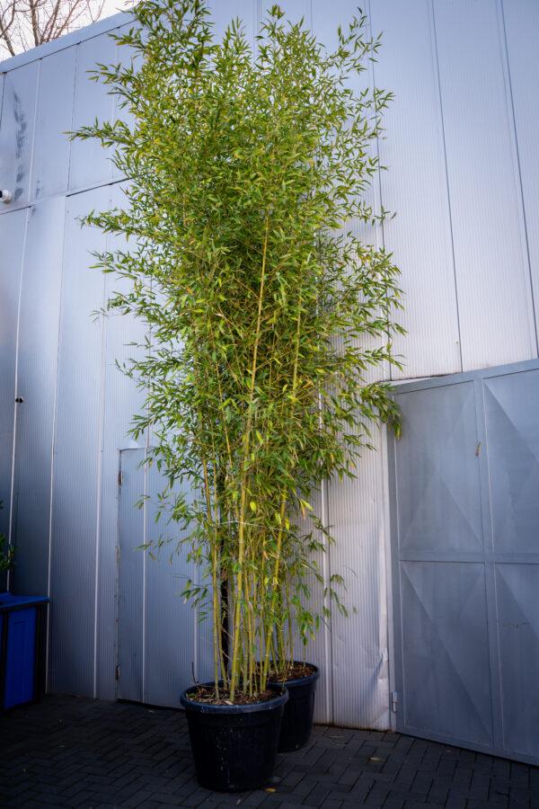 Bambusa phyllostachys aurea