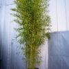 Bambusa phyllostachys aurea 3