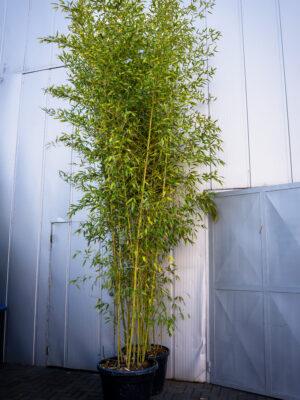 Bambusa phyllostachys aurea 3