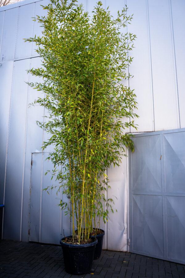 Bambusa phyllostachys aurea 3