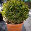 Buxus microphylia faulkner PALLA 50/50