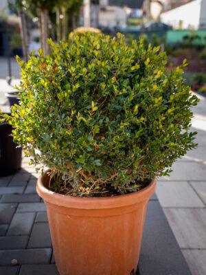 Buxus microphylia faulkner PALLA 50/50