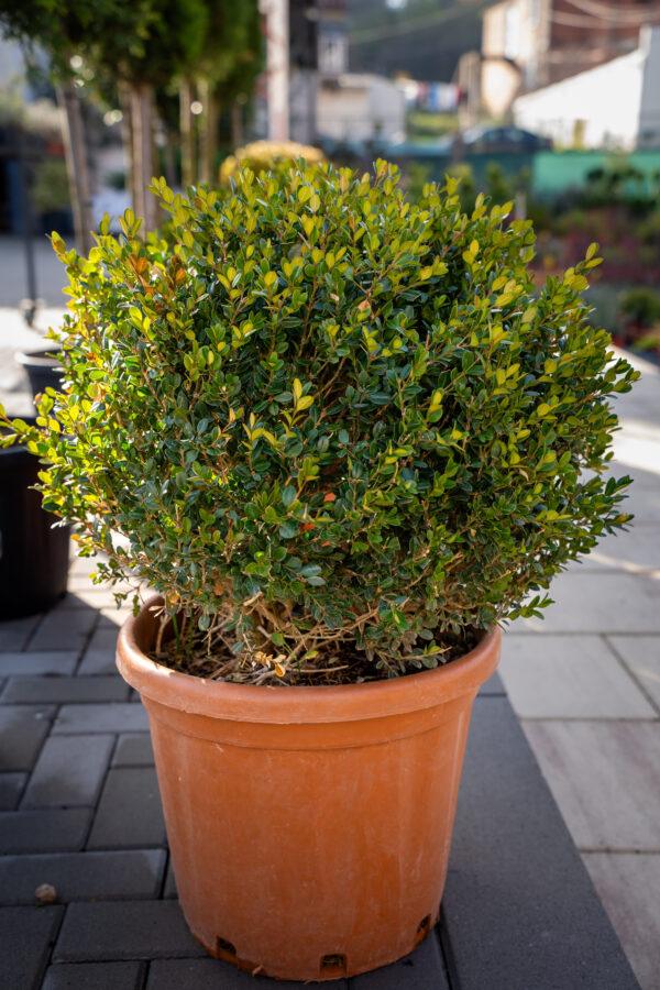 Buxus microphylia faulkner PALLA 50/50