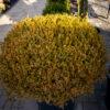 Buxus microphylia faulkner PALLA 1
