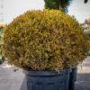 Buxus microphylia faulkner PALLA 100/100