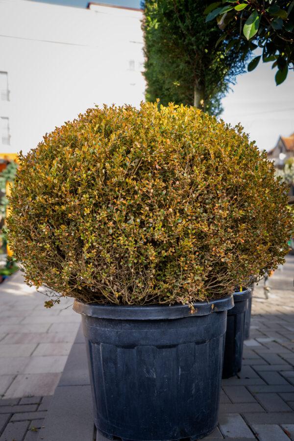 Buxus microphylia faulkner PALLA 100/100