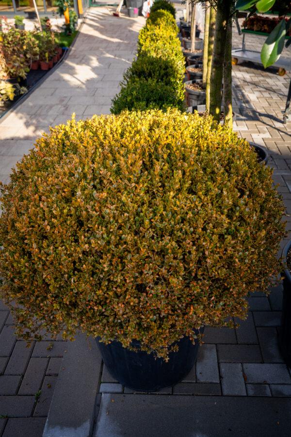 Buxus microphylia faulkner PALLA 1