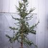 Cedrus atlantica glauca