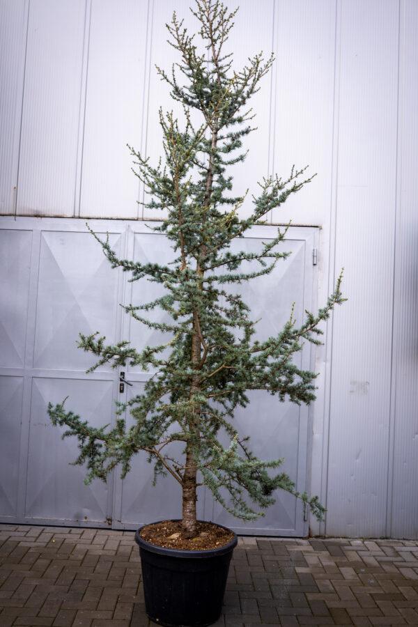 Cedrus atlantica glauca