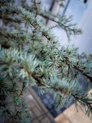 Cedrus atlantica glauca 1