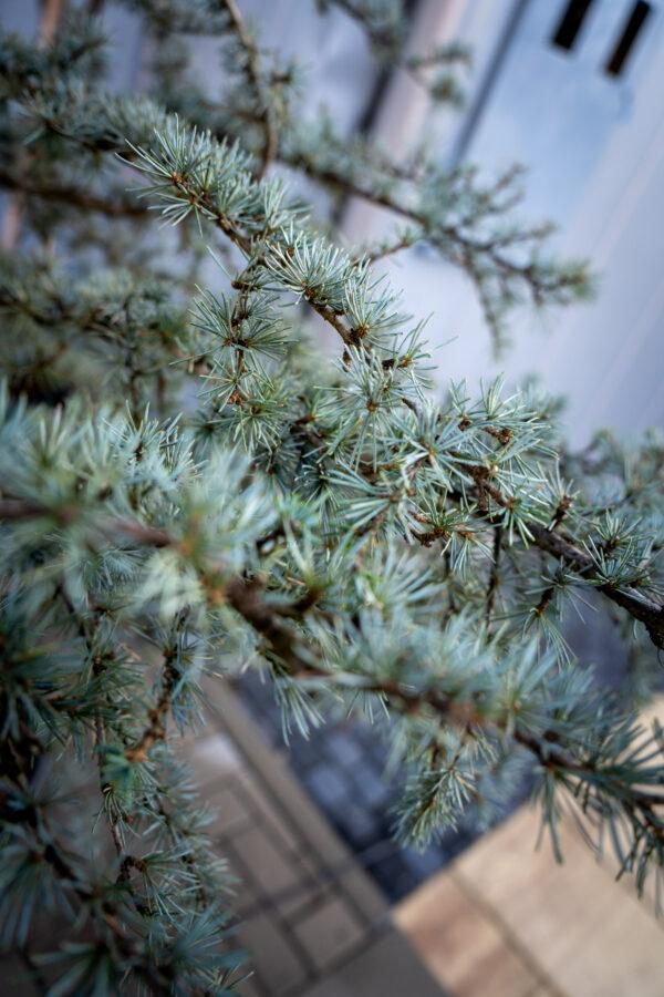 Cedrus atlantica glauca 1
