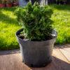 Chamaecyparis obtusa "Nana Gracilis"