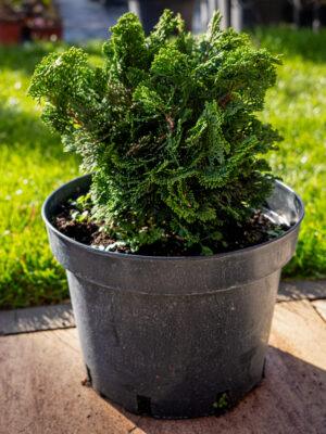 Chamaecyparis obtusa "Nana Gracilis"