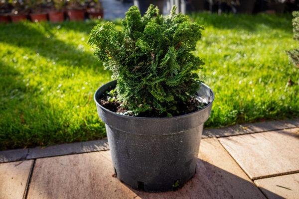 Chamaecyparis obtusa "Nana Gracilis"