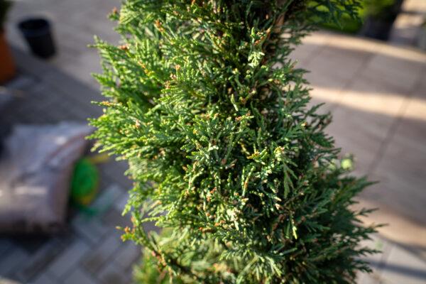 Cupressocyparis leylandii SPIRALE 6