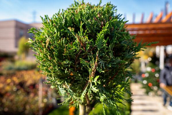 Cupressocyparis leylandii 3 PALLE 1