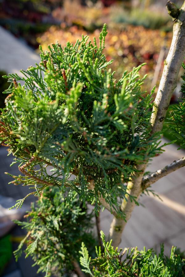 Cupressocyparis leylandii POMPONS 4