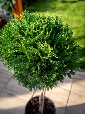 Cupressocyparis leylandii 1/4 FUSTO 2