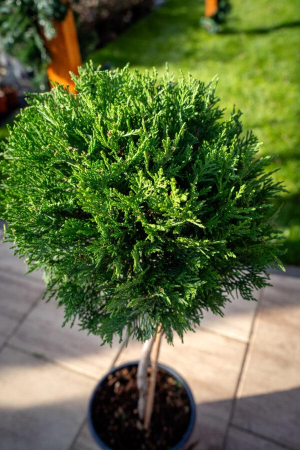 Cupressocyparis leylandii 1/4 FUSTO 2