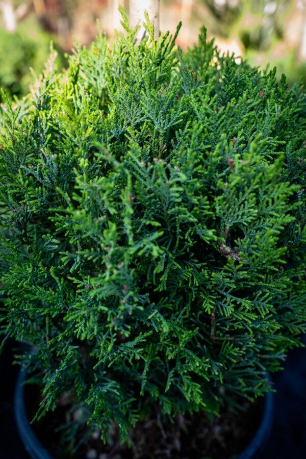 Cupressocyparis leylandii 1/4 FUSTO 1