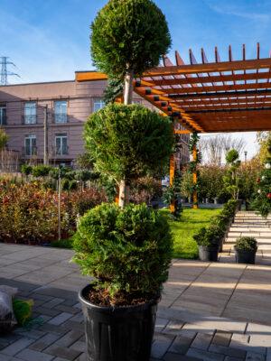 Cupressocyparis leylandii 3 PALLE 150/50