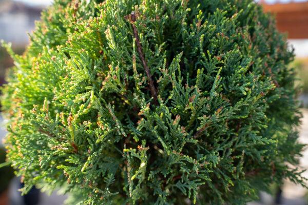 Cupressocyparis leylandii 3 PALLE 6