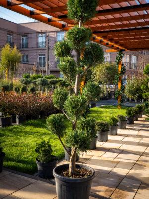 Cupressocyparis leylandii POMPONS 170/50