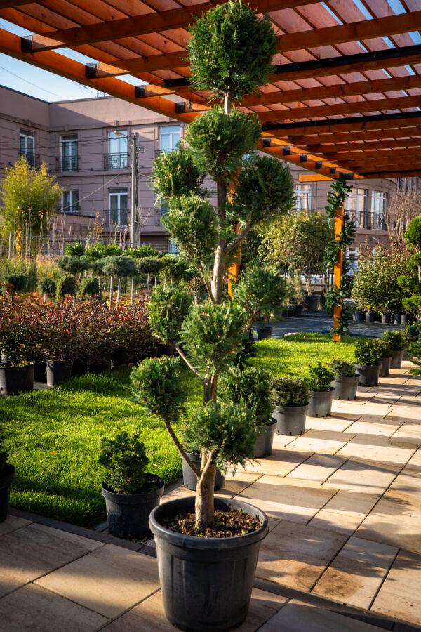 Cupressocyparis leylandii POMPONS 170/50