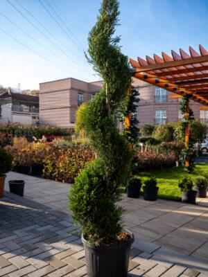 Cupressocyparis leylandii SPIRALE 160/40