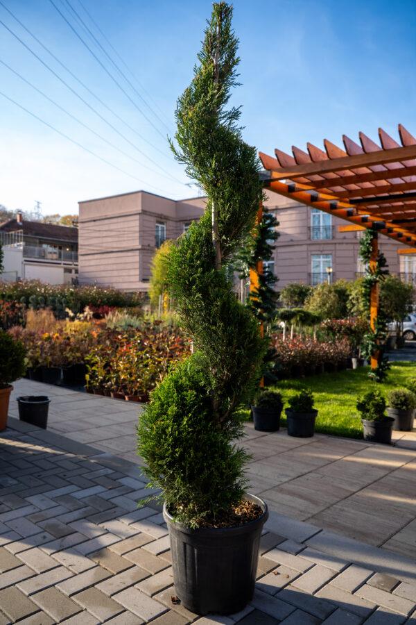 Cupressocyparis leylandii SPIRALE 160/40