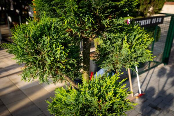 Cupressocyparis leylandii CW GOLD POMPONS 3