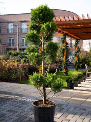 Cupressocyparis leylandii CW GOLD POMPONS 160/60