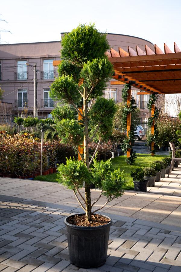 Cupressocyparis leylandii CW GOLD POMPONS 160/60