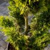 Cupressocyparis leylandii CW GOLD BONSAI 3