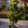Cupressocyparis leylandii CW GOLD BONSAI