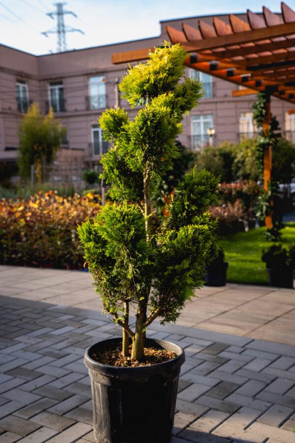 Cupressocyparis leylandii CW GOLD BONSAI