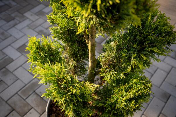 Cupressocyparis leylandii CW GOLD BONSAI 3