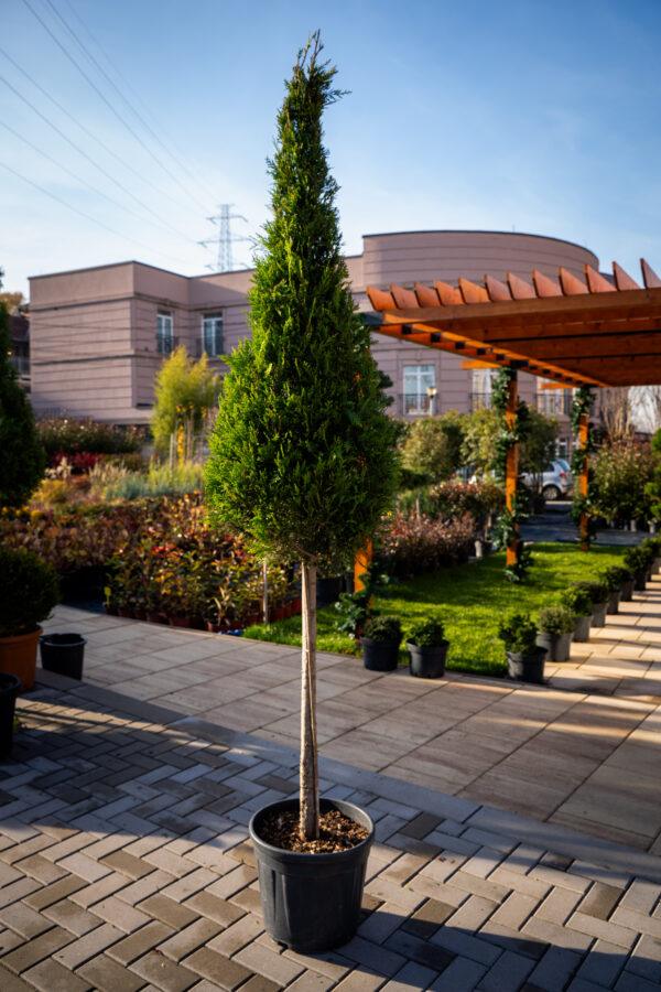 Cupressocyparis leylandii CW GOLD 1/2 FUSTO