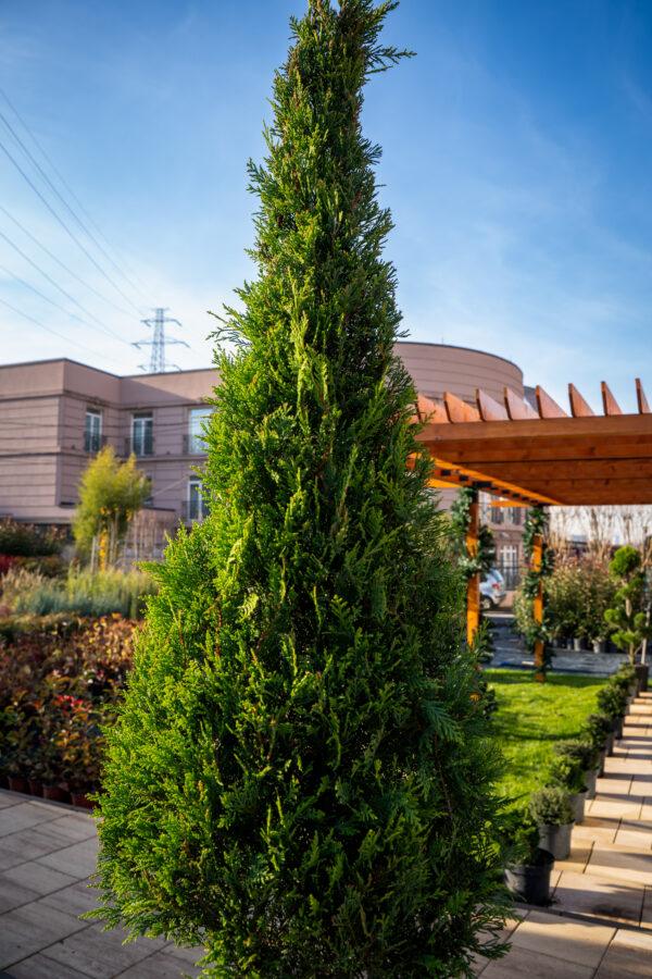 Cupressocyparis leylandii CW GOLD 1/2 FUSTO 2