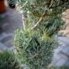 Cupressus arizonica fastigia POMPONS 2