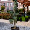 Cupressus arizonica fastigia POMPONS 140/40